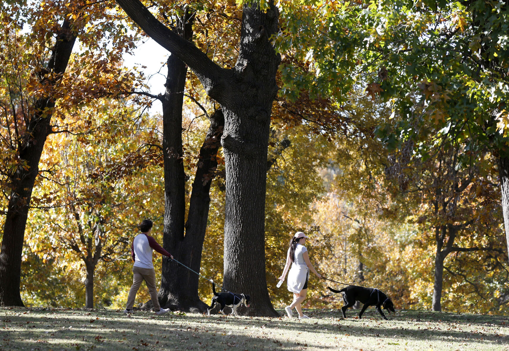 Fall Foliage